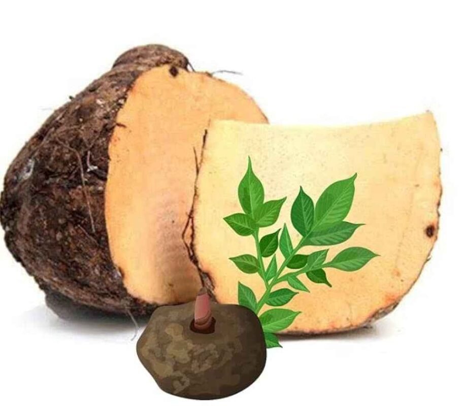 Peeled and whole Indian suran tubers prepared for international export by RDS ENTERPRISES.