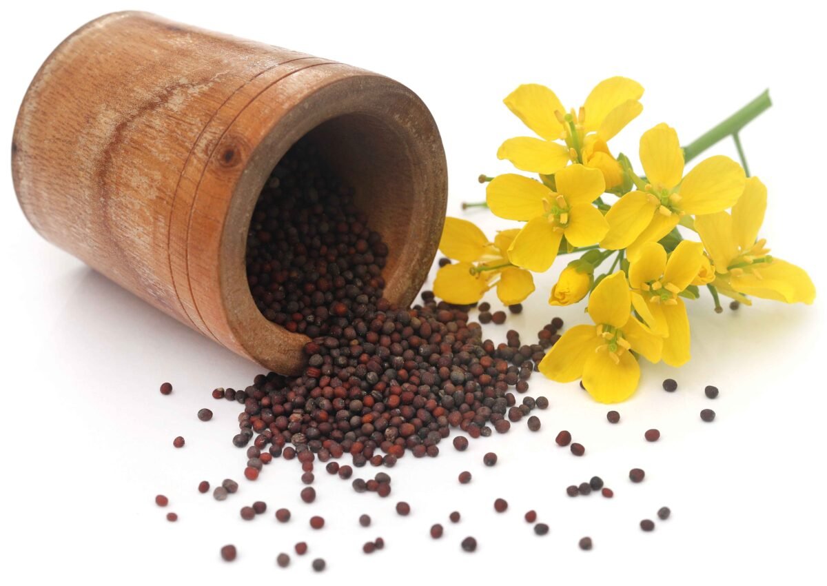 High-quality Indian mustard and rapeseeds by RDS EXPORTS for oil extraction and culinary export