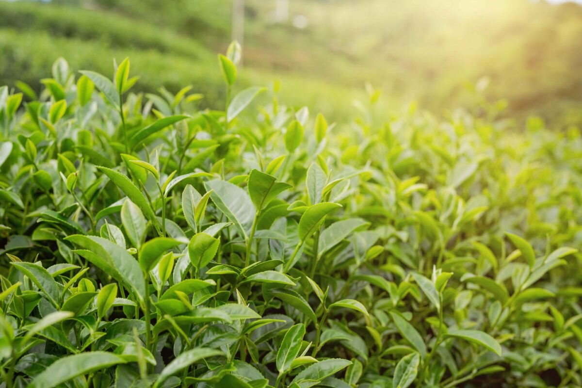 High-quality Indian tea leaves by RDS EXPORTS – fresh, aromatic, and export-ready