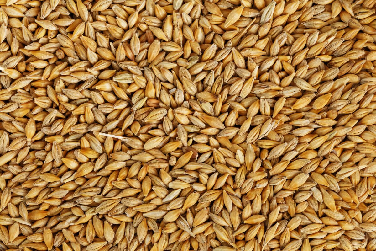 Premium barley grains exported by RDS EXPORTS from India – Food and feed grade