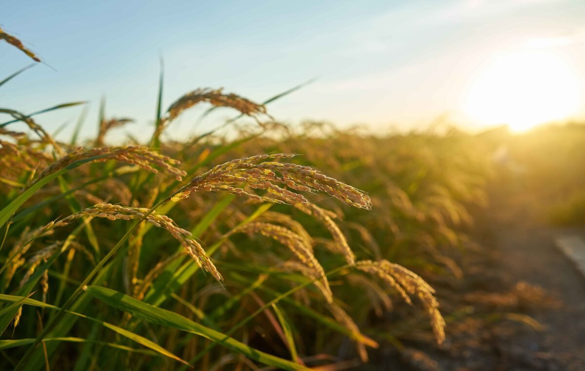 Premium basmati rice from India exported by RDS EXPORTS – long grain and aromatic