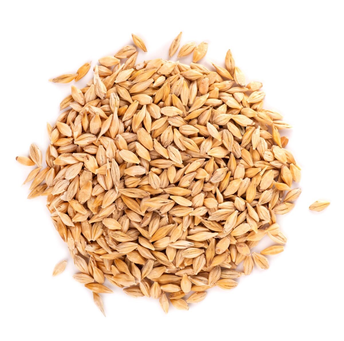 Premium barley grains exported by RDS EXPORTS from India – Food and feed grade