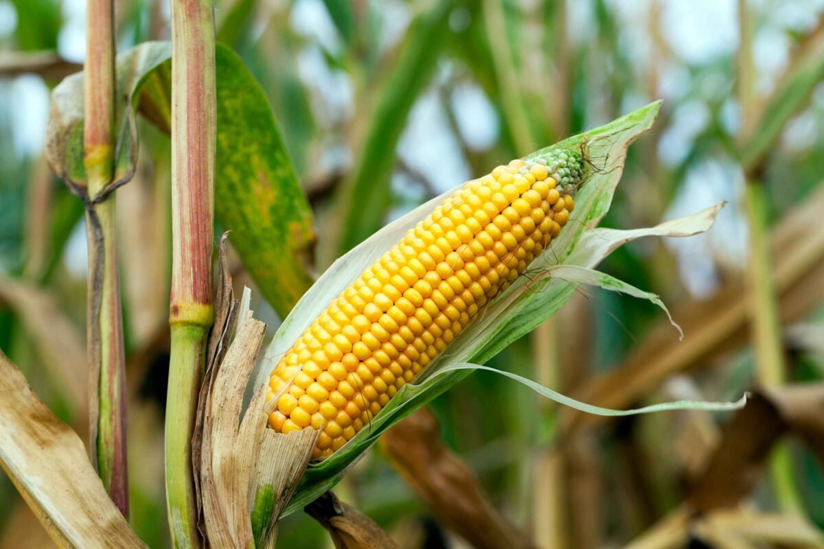 Premium yellow maize exported by RDS EXPORTS from India – Non-GMO and nutrient-rich