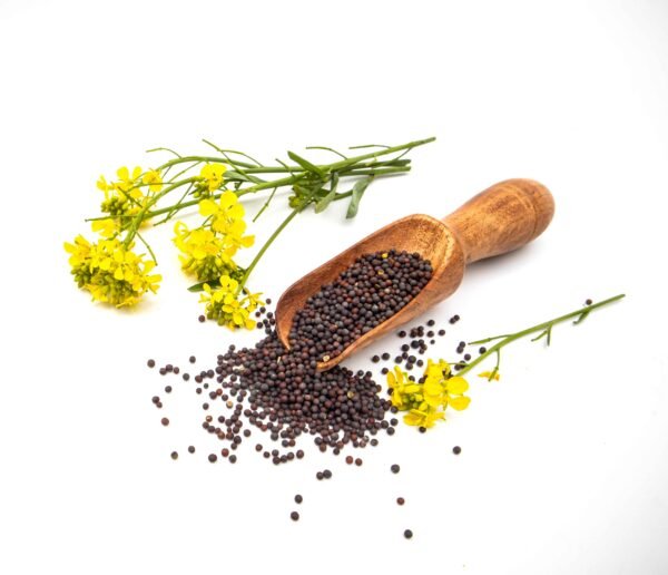 High-quality Indian mustard and rapeseeds by RDS EXPORTS for oil extraction and culinary export