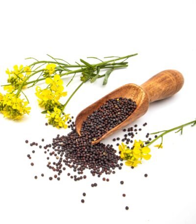 High-quality Indian mustard and rapeseeds by RDS EXPORTS for oil extraction and culinary export