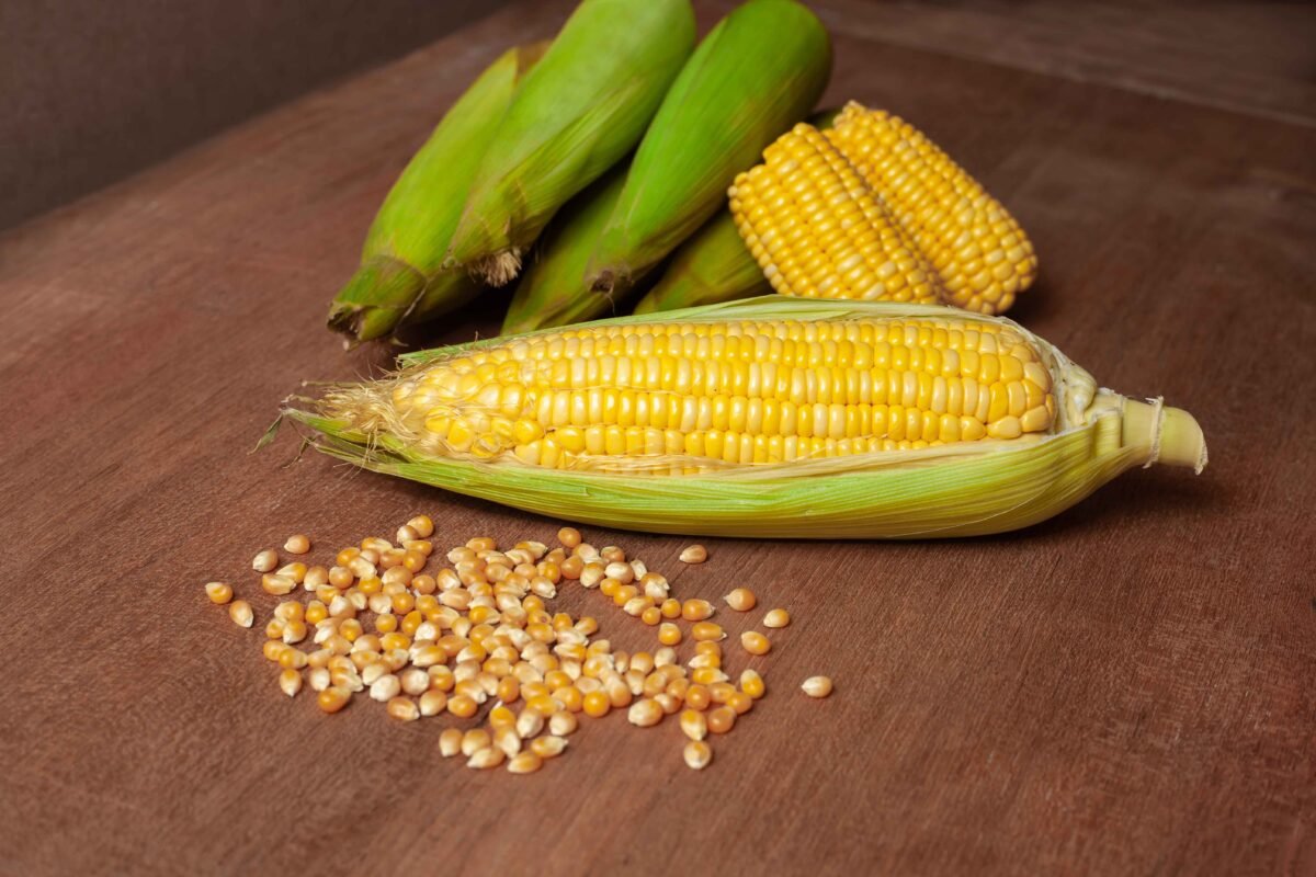 Premium yellow maize exported by RDS EXPORTS from India – Non-GMO and nutrient-rich
