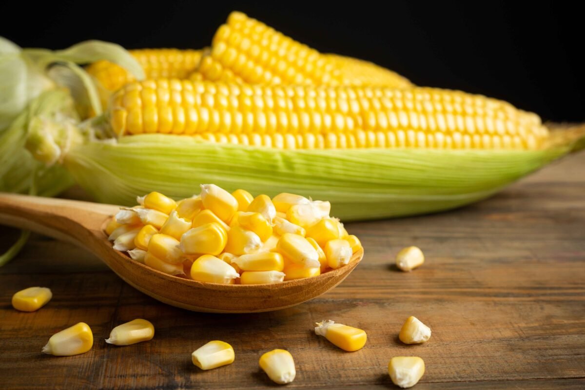 Premium yellow maize exported by RDS EXPORTS from India – Non-GMO and nutrient-rich