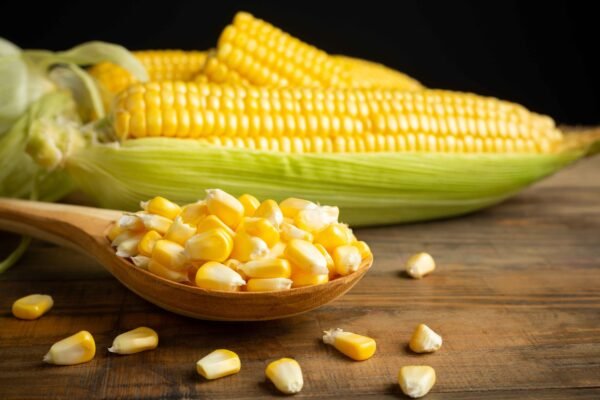 Premium yellow maize exported by RDS EXPORTS from India – Non-GMO and nutrient-rich