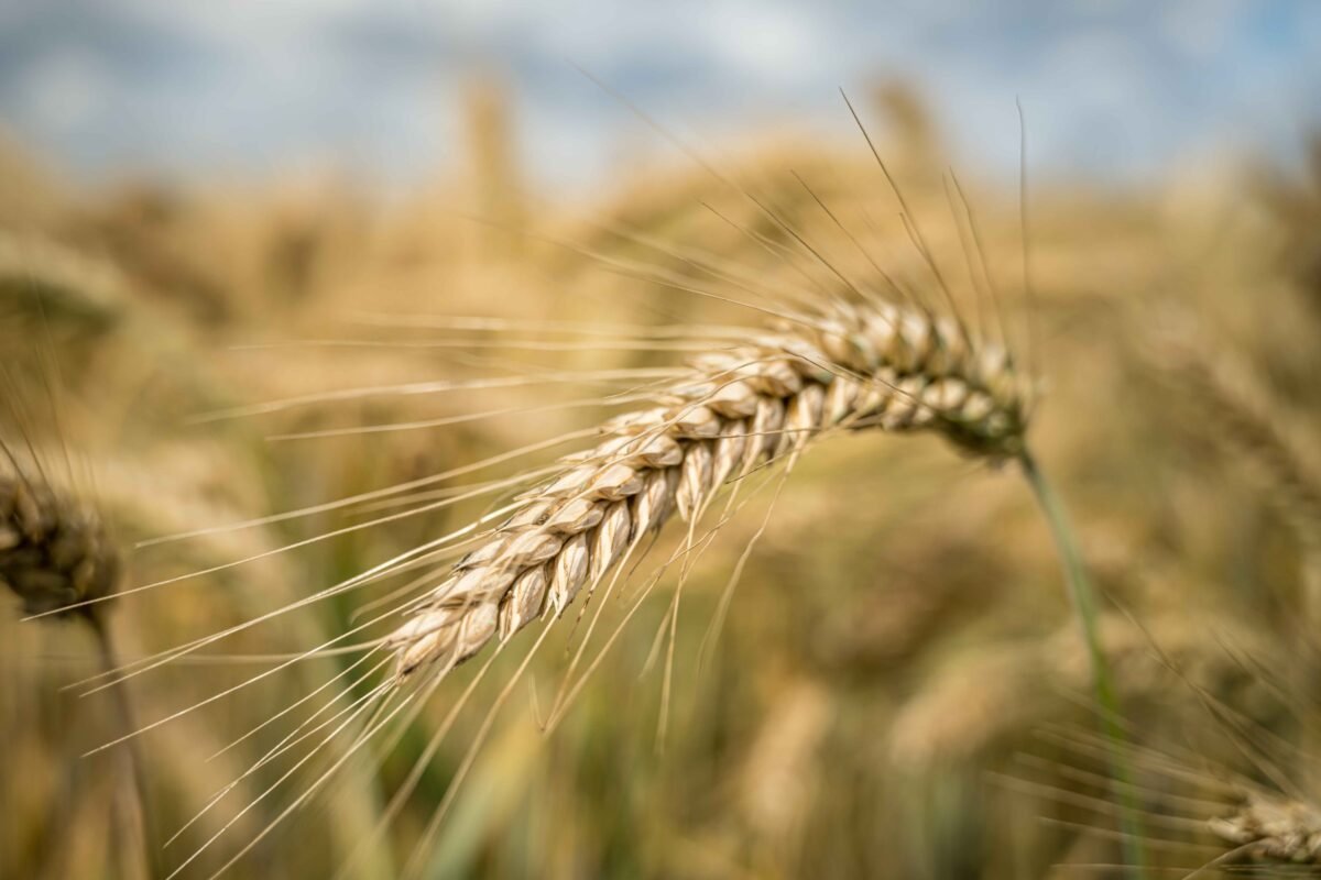 Premium barley grains exported by RDS EXPORTS from India – Food and feed grade