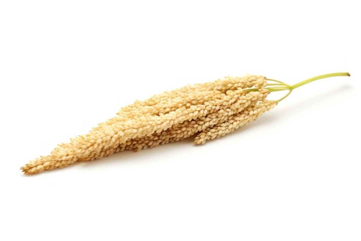 Organic Indian millets variety exported by RDS EXPORTS – Gluten-free super grains