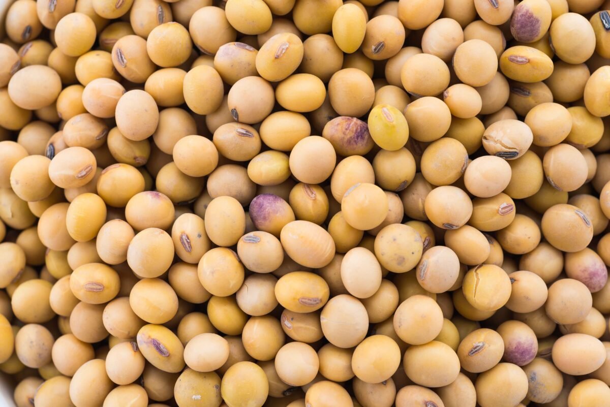 High-quality Indian soybeans by RDS EXPORTS – protein-rich and export-ready