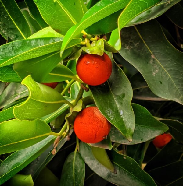 Dried Terminalia Bellirica (Bibhitaki) fruit on a plain background