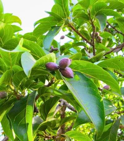 Terminalia Chebula (Haritaki) fruit on a white background