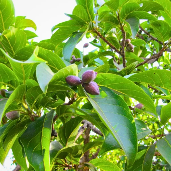 Terminalia Chebula (Haritaki) fruit on a white background