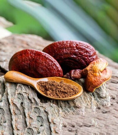 Ganoderma Extract – Pure Reishi Mushroom Botanical Extract for Skin and Hair