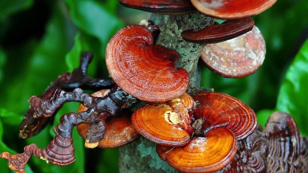 Ganoderma Extract – Pure Reishi Mushroom Botanical Extract for Skin and Hair